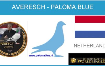 Averesch – Paloma Blue
