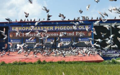 Europa Master Pigeons olr 2022. Hot-Spot 4