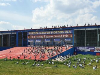 Europa Master Pigeons olr 2022. Qualification flight