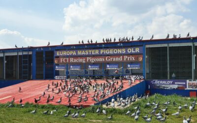Europa Master Pigeons olr 2022. Training Nr.9