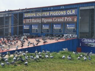 Europa Master Pigeons olr 2022. Hot-Spot 3