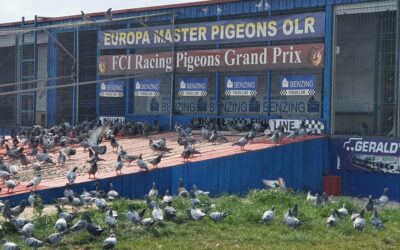 Europa Master Pigeons olr 2022. Hot-Spot 3