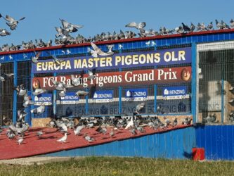 Europa Master Pigeons olr 2022. Final Race