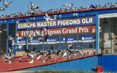 Europa Master Pigeons olr 2022. Final Race