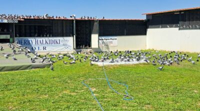DERBY HALKIDIKI OLR 2025. Race 2