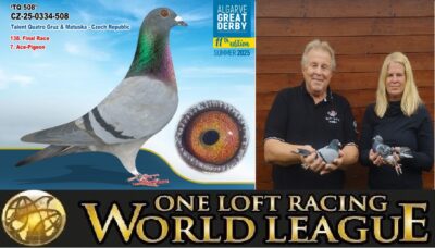 Algarve Great Derby 2025. Auction