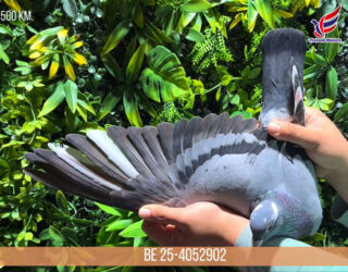 THAILAND MASTERS FCI 2025. AUCTION