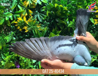 THAILAND MASTERS FCI 2025. AUCTION III