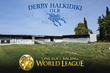 DERBY HALKIDIKI OLR 2026. The collection of pigeons for the year 2026 has begun.