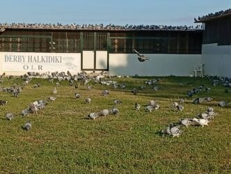 DERBY HALKIDIKI OLR 2026. 8th and 9th training